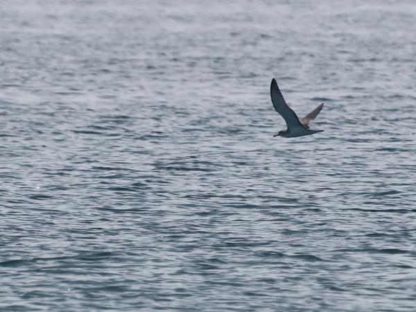 <h3>Calonectris&nbsp;borealis / Cory's&nbsp;shearwater / Kuhls&nbsp;pijlstormvogel</h3>OM-1 Mark II met OLYMPUS M.150-400mm F4.5 TC, 1/3200 sec  bij F6.3, ISO 200, afstand 266&nbsp;m